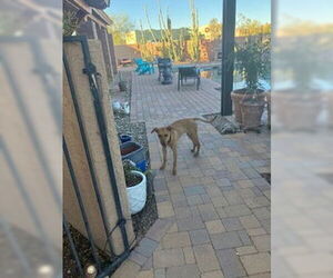Mutt Dogs for adoption in Chandler, AZ, USA