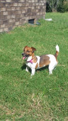Medium Photo #1 Jack Russell Terrier-Unknown Mix Puppy For Sale in Columbia, TN, USA