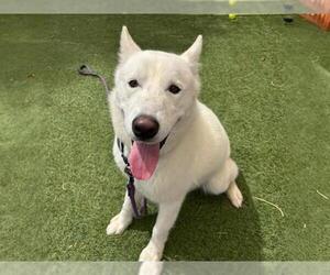 Siberian Husky-Unknown Mix Dogs for adoption in Las Vegas, NV, USA