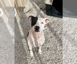 Mutt Dogs for adoption in Bolivar, MO, USA