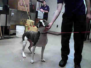 Staffordshire Bull Terrier Dogs for adoption in Fayetteville, NC, USA