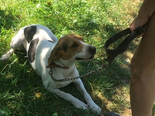 Treeing Walker Coonhound Dogs for adoption in Dellslow, WV, USA