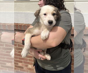 Great Pyrenees-Unknown Mix Dogs for adoption in Mooresville, NC, USA