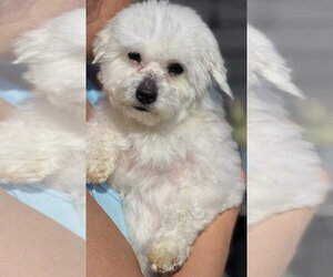 Poodle (Miniature)-Unknown Mix Dogs for adoption in Dana Point, CA, USA