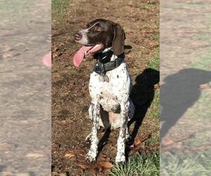 German Shorthaired Pointer Dogs for adoption in Battle Ground, WA, USA