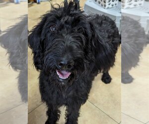 Labradoodle Dogs for adoption in Oakland Park, FL, USA