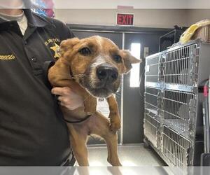 German Shepherd Dog-Unknown Mix Dogs for adoption in Visalia, CA, USA