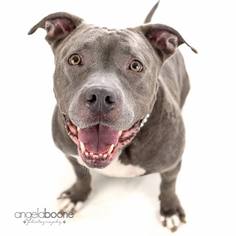 American Pit Bull Terrier Dogs for adoption in Blaine, MN, USA