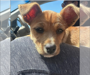 Mutt Dogs for adoption in Euless, TX, USA