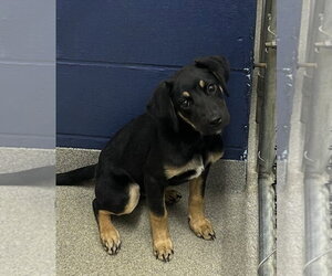 Labrador Retriever-Unknown Mix Dogs for adoption in Sterling, MA, USA