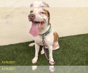 Treeing Walker Coonhound Dogs for adoption in West Palm Beach, FL, USA