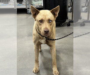 Gerberian Shepsky Dogs for adoption in Forestville, MD, USA