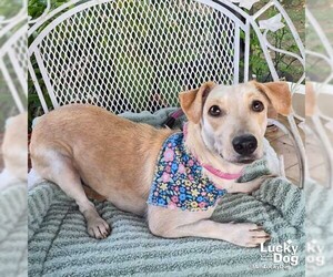 Dachshund-Unknown Mix Dogs for adoption in Washington, DC, USA