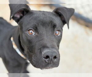 Labrador Retriever-Unknown Mix Dogs for adoption in Tulsa, OK, USA