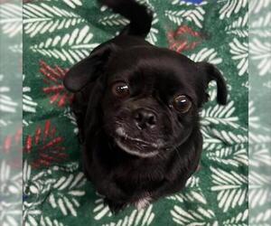 Pug-Unknown Mix Dogs for adoption in San Martin, CA, USA