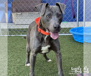 Labmaraner Dogs for adoption in Washington, DC, USA