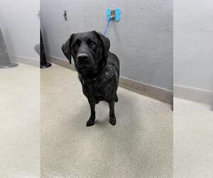 Labrador Retriever-Unknown Mix Dogs for adoption in Las Vegas, NV, USA