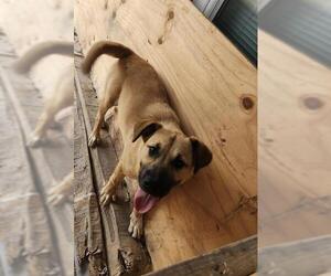 German Shepherd Dog-Unknown Mix Dogs for adoption in San Antonio, TX, USA