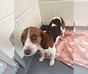 Beagle-Unknown Mix Dogs for adoption in Hilton Head, SC, USA