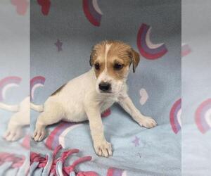 Irish Terrier-Unknown Mix Dogs for adoption in HESPERIA, CA, USA