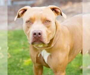 American Staffordshire Terrier Dogs for adoption in Camarillo, CA, USA