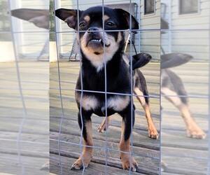 Chihuahua-Unknown Mix Dogs for adoption in Baileyton, AL, USA
