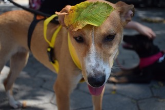 Medium Photo #1 Pharaoh Hound Puppy For Sale in NYC, NY, USA