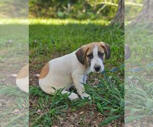 Basset Hound-Unknown Mix Dogs for adoption in Wakefield, RI, USA
