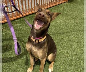 Doberman Pinscher-Unknown Mix Dogs for adoption in Las Vegas, NV, USA