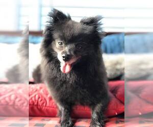 Pomeranian Dogs for adoption in Columbia, TN, USA