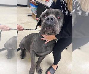 Mutt Dogs for adoption in Pierceton , IN, USA