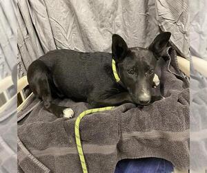 Border Collie-Unknown Mix Dogs for adoption in Modesto, CA, USA
