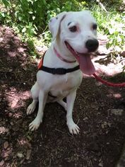 Boxer Dogs for adoption in Grantsville, UT, USA