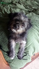 Affen Tzu Dogs for adoption in Alvin, TX, USA