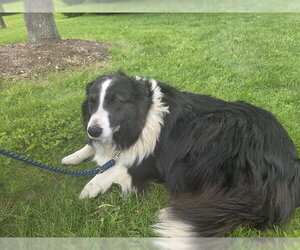 Border Collie Dogs for adoption in Vaughan, Ontario, Canada