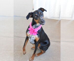 Coonhound-Unknown Mix Dogs for adoption in McKinney, TX, USA