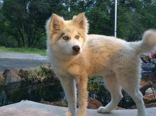 Medium Photo #1 Alaskan Malamute-Unknown Mix Puppy For Sale in Redding, CA, USA