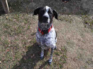 German Shorthaired Pointer Dogs for adoption in Plano, TX, USA