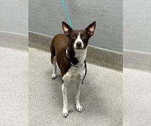 Mutt Dogs for adoption in Las Vegas, NV, USA
