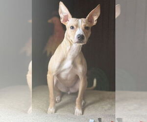 Medium Photo #1 Jack Chi Puppy For Sale in Attalka, AL, USA