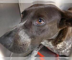 Pointer Dogs for adoption in Riverside, CA, USA