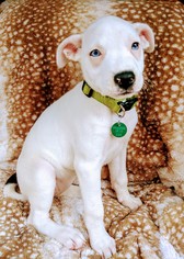 Medium Photo #1 Mutt Puppy For Sale in Nashville, TN, USA
