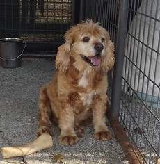 Cocker Spaniel Dogs for adoption in Garfield Heights, OH, USA