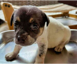 Mutt Dogs for adoption in Minneapolis, MN, USA