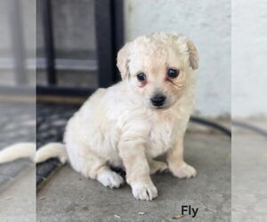 Maltipoo (Miniature) Dogs for adoption in San Bernardino, CA, USA