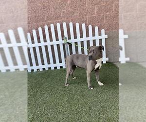 American Pit Bull Terrier Dogs for adoption in Modesto, CA, USA