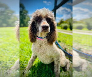 Poodle (Standard) Dogs for adoption in Pacolet, SC, USA