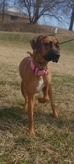 Boxer Dogs for adoption in Trenton, MO, USA
