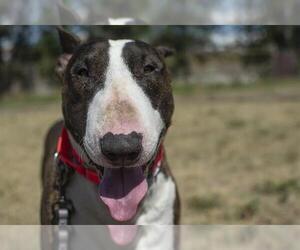 Bull Terrier Dogs for adoption in Denver, CO, USA