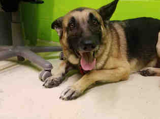 German Shepherd Dog Dogs for adoption in Green Cove Springs, FL, USA